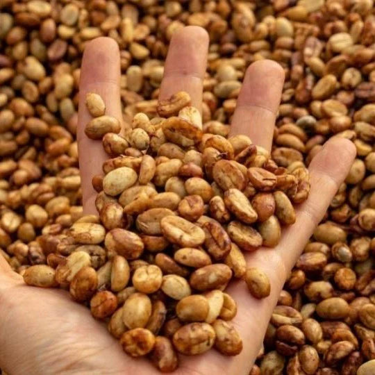 Café Cumbre Esmeralda Honey Geisha 100% Orgánico + Obsequio 🎁