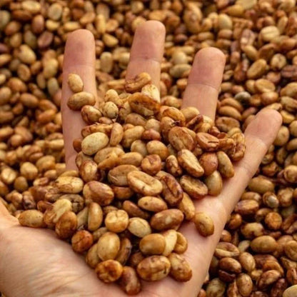 Café Cumbre Esmeralda Honey Geisha 100% Orgánico + Obsequio 🎁